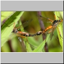 Tanyptera atrata - Holzschnake 05d Paarung OS-Wallenhorst Tongrube.jpg